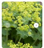 Vrouwenmantel vaste planten, Overige soorten, Eenjarig, Ophalen of Verzenden, Halfschaduw
