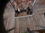 Friese hoen kriel., Dieren en Toebehoren, Pluimvee, Meerdere dieren, Kip