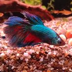 Betta splendens man, Dieren en Toebehoren