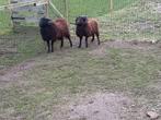 Ouessant rammen, Dieren en Toebehoren, Mannelijk, Schaap