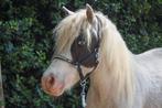 Verzorgster gezocht voor lieve ruin, Dieren en Toebehoren, Paarden en Pony's | Overige Paardenspullen, Ophalen of Verzenden