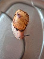 Archachatina marginata ovum, Amfibie