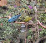 Koppel Catharina Parkieten, Dieren en Toebehoren, Vogels | Parkieten en Papegaaien, Meerdere dieren, Parkiet