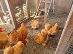 Cochin  3 hennetjes, Dieren en Toebehoren, Pluimvee, Vrouwelijk, Kip