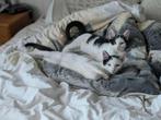 Europees korthaar kitten katertjes 4 maanden, Dieren en Toebehoren, Katten en Kittens | Overige Katten, Kater, Kortharig, 0 tot 2 jaar
