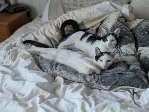 Europees korthaar kitten katertjes 4 maanden, Dieren en Toebehoren, Katten en Kittens | Overige Katten, Kortharig, Kater, 0 tot 2 jaar