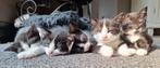 Gratis kittens Europese korthaar ( boerderijkat), Dieren en Toebehoren, Katten en Kittens | Overige Katten, Meerdere dieren