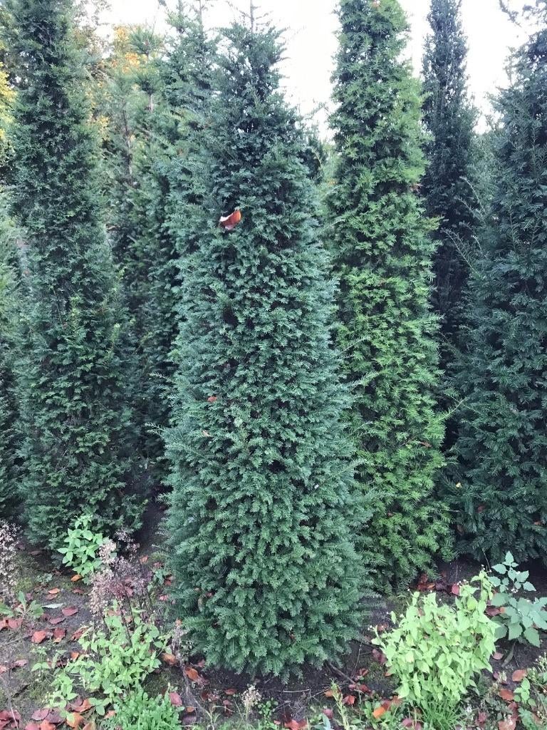 Taxus baccata, Tuin en Terras, Planten | Struiken en Hagen, Struik, Taxus, 100 tot 250 cm, Ophalen