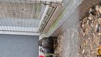 2 jonge kwartelhanen, Dieren en Toebehoren, Vogels | Overige Vogels, Mannelijk, Tropenvogel