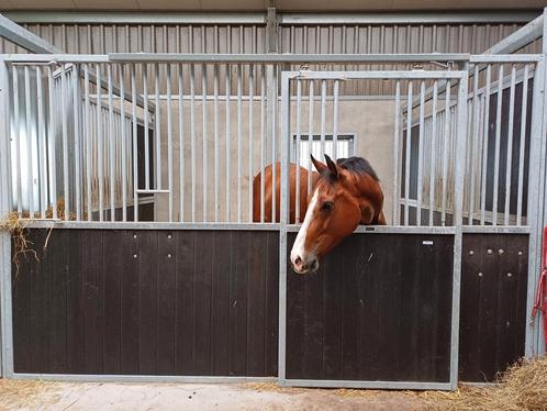 Pensionstalling Hasselt, Dieren en Toebehoren, Stalling en Weidegang, Opfok