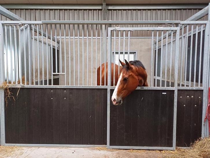 Pensionstalling Hasselt en opfokplek voor merrieveulen, Dieren en Toebehoren, Stalling en Weidegang, Opfok