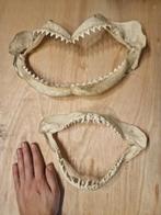 Haaienbek  2 stuks - Uniek Decoratieobject, Ophalen of Verzenden, Beeldje of Figuurtje