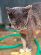 Super mooie lieve poes, Dieren en Toebehoren, Poes, 0 tot 2 jaar