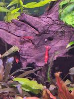 Red cherry shrimp aka vuur garnalen, Kreeft, Krab of Garnaal