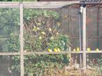 Te koop kanaries, Dieren en Toebehoren, Vogels | Kanaries, Geslacht onbekend, Kleurkanarie