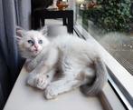Ontzettend lieve kittens Ragdoll x Mainecoon, Dieren en Toebehoren, Katten en Kittens | Raskatten | Langhaar