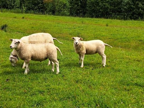 20  beste ramlammeren goed ontwikkeld Swifter, Dieren en Toebehoren, Schapen, Geiten en Varkens, Schaap, Mannelijk, 0 tot 2 jaar