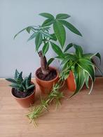 3 kamerplanten set in terracotta potjes 10-20cm, Huis en Inrichting, Kamerplanten, Ophalen, Overige soorten, Halfschaduw, In pot