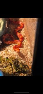 Korenslang, Dieren en Toebehoren, Slang, 0 tot 2 jaar