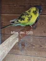 Parkieten te koop, Dieren en Toebehoren, Vogels | Parkieten en Papegaaien, Meerdere dieren, Parkiet, Geringd