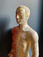 Acupunctuur Model Menselijk Lichaam, Ophalen of Verzenden