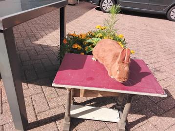 Stel konijnen Gecastreerd man en vrouwtje. + jonkies beschikbaar voor biedingen