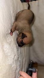 Amirican bully tricolore pups standaard /xl, Dieren en Toebehoren, Rabiës (hondsdolheid), 8 tot 15 weken, Groot, Meerdere
