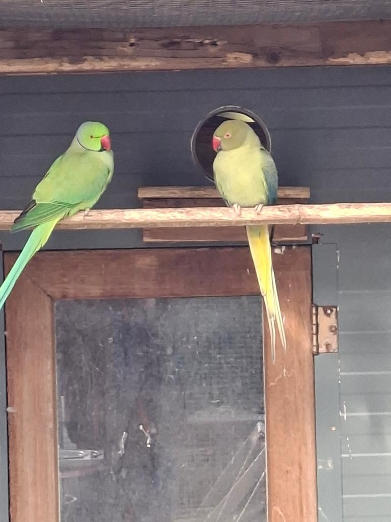 parkieten, Meerdere dieren, Parkiet, Geringd