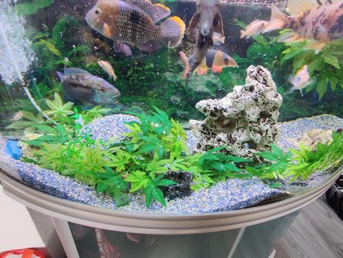 300 liter aquarium., Dieren en Toebehoren, Vissen | Aquaria en Toebehoren, Zo goed als nieuw, Leeg aquarium, Ophalen