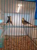 Mexicaanse roodmussen te koop, Meerdere dieren, Tropenvogel