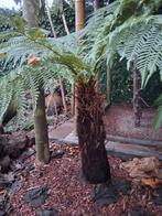 Boomvarens te koop !!, Ophalen, Overige soorten, Volle zon