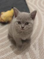 Britse korthaar lilac Kater, Kater, Ontwormd, 0 tot 2 jaar