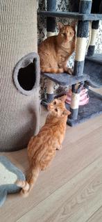 rooie broertjes en lapjes poes, Dieren en Toebehoren, Kater