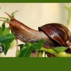 Gratis agaatslakken, Dieren en Toebehoren, Wandelende tak