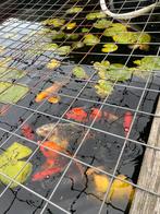 Diversen koi karpers, Dieren en Toebehoren, Karper of Koi