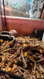 Colour mice with cage, Dieren en Toebehoren, September, Meerdere dieren, Muis