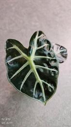 Alocasia Balloon Heart - div. maten, Ophalen of Verzenden, Overige soorten, Minder dan 100 cm