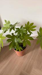 Fatsia kamerplant groot in Elho pot terra, Ophalen of Verzenden, Halfschaduw, Minder dan 100 cm
