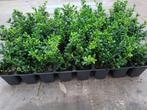 Ilex  (Buxux vervanger), Tuin en Terras, Planten | Struiken en Hagen, Ophalen, Hulst, Minder dan 100 cm