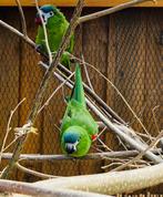 Ara nobilis/diopsittaca nobilis, Dieren en Toebehoren, Vogels | Parkieten en Papegaaien, Papegaai, Meerdere dieren