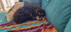Midi labradoodle, Rabiës (hondsdolheid), 15 weken tot 1 jaar, Overige rassen, Teef