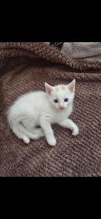 Kitten te koop!, Dieren en Toebehoren, Katten en Kittens | Raskatten | Korthaar, Kater, Ontwormd, 0 tot 2 jaar