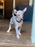 Naakte xolo pup grootste formaat! Mexicaanse naakthond., CDV (hondenziekte), 8 tot 15 weken, Eén hond, Nederland