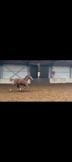 Goed dressuur veulen!, Dieren en Toebehoren, Paarden, Hengst, Dressuurpaard, 0 tot 2 jaar