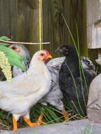 🐣🐥🐤 Kuikens Kip Haan, Dieren en Toebehoren, Meerdere dieren, Kip