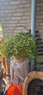 Vaste plant, winterhard, Tuin en Terras, Planten | Tuinplanten, Ophalen, Zomer, Overige soorten