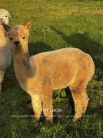 Alpaca Lucas, Ophalen, Nieuw, Overige diersoorten