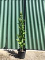 Hibiscus ‘Flower tower white’  geveerd 170 cm hoog, Herfst, Halfschaduw, 100 tot 250 cm, Zuilboom
