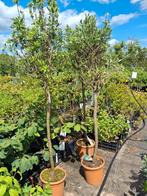 ACTIE!!! 3 x olijf op stam nu €40,- pst olea europea, Ophalen of Verzenden, 100 tot 250 cm, Olijfboom, Zomer