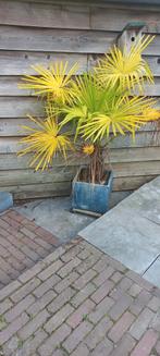 palm palmboom met pot 160 cm hoog in totaal met pot, Bloeit niet, 100 tot 250 cm, Palmboom, Ophalen